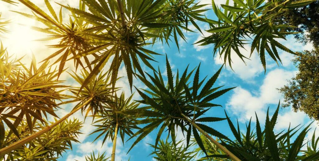 Large stalks of Hemp grow outside in a full-sun grow under clear skies and sunshine