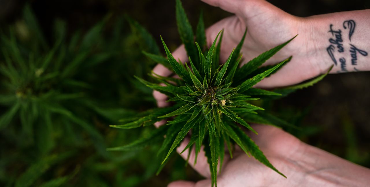A person's hands holding the cola of a hemp plant within their hands