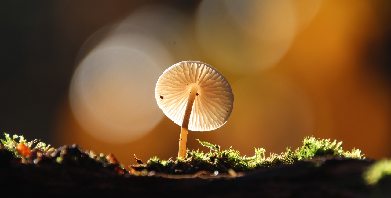 A single, wild Paddenstolen mushroom grows upon some fresh moss in a forest in the Netherlands