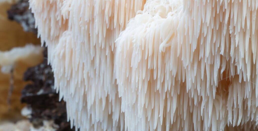 ingredient spotlight Lions Mane